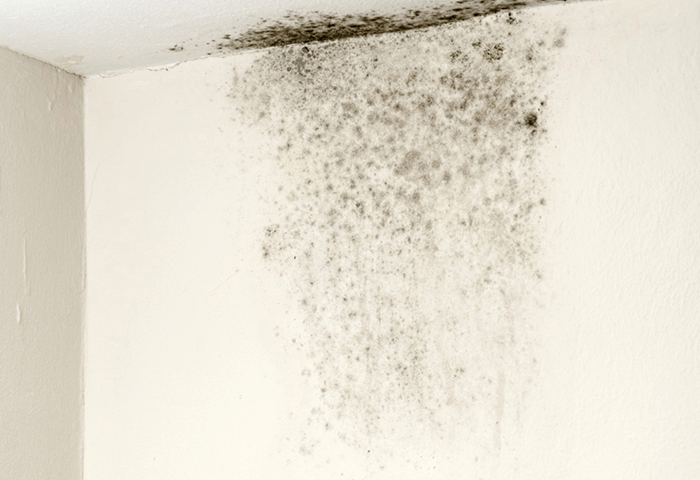 Tường nhà bị ẩm mốc do ảnh hưởng của nước từ máy lạnh chảy ra 